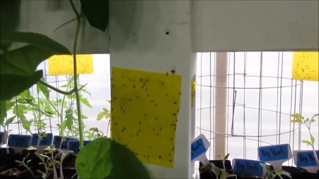 My Winter Hydroponic Greenhouse