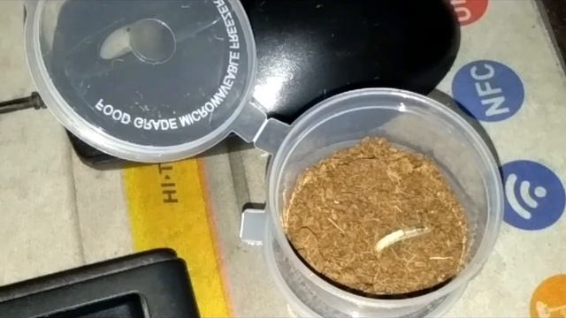 Feeding my Scorpions Moth Worms #F.E.Ex смотреть онлайн