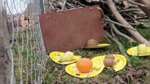 Арбалет-пистолет Man Kung TCS2 ALLIGATOR против фруктов!пускаем сок! Фаршировка фруктов болтами!