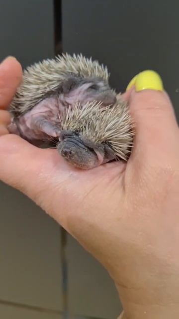 Милота😍знакомство ежат с новыми запахами🤗 #cute #ежик #cuteanimals #hedgehog #pet #animalfunny смотреть онлайн