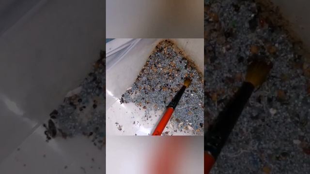 ПЕРЕСЕЛЕНИЕ малых колоний муравьев в формикарий. Почему этого не стоит делать?