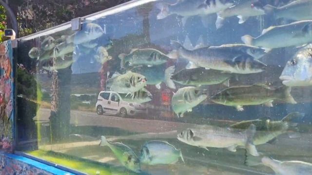Забор-аквариум в Чешме Турция