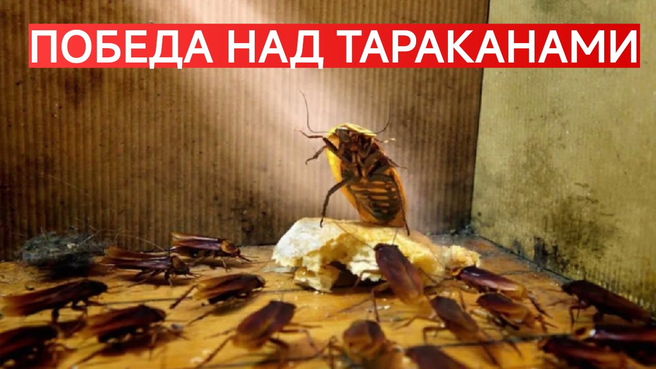 КАК ИЗБАВИТЬСЯ ОТ ТАРАКАНОВ? КАК ВЫВЕСТИ ТАРАКАНОВ? ЛУЧШИЙ СПОСОБ БОРЬБЫ С ТАРАКАНАМИ.