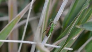 Gewoon spitskopje Conocephalus dorsalis, roepzang