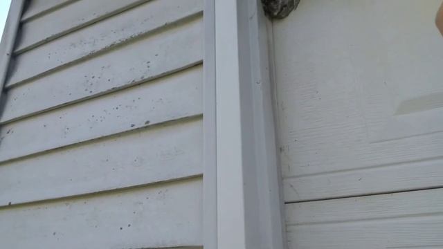 HOW TO KILL WASPS AND HORNETS WITH WD-40! #pestcontrol #wasp #wasps #hornet #hornets #bees #lifehac