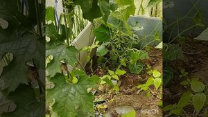 Как вырастить мочалку ? Мой опыт выращивания в парнике . Люффа . Беларусь .