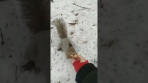 ТОЛЬЯТТИ_LIVE:БЕЛОЧКА ХВАТАЕТ ОРЕХИ С РУКИ.ЛЕС.SQUIRREL-YOUTUBE