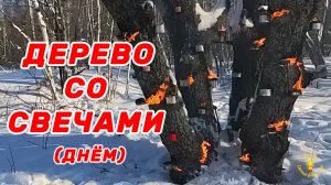 Фотосессии со свечами и огнем . Дерево со свечами . Фотостудия своими руками