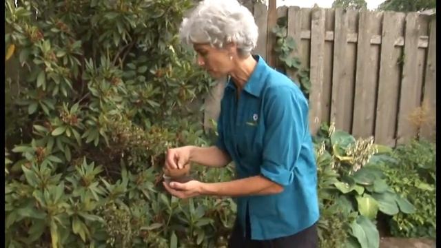 Coffee Grounds for Plants смотреть онлайн