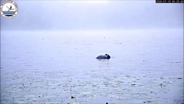 Гагара. Loon. Loon Preservation Committee. Комитет По Сохранению Гагар. смотреть онлайн