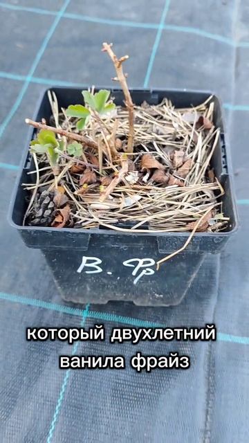 Саженцы гортензии метельчатой