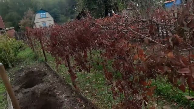 Сажаем малину и розы.