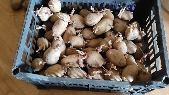 Выращивание Картофеля 2 урожая за сезон смотреть онлайн