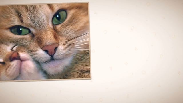 Котята смотреть онлайн