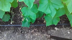 Аэрация почвы без повреждения корневой #землядел #subscribe #огурцывтеплице