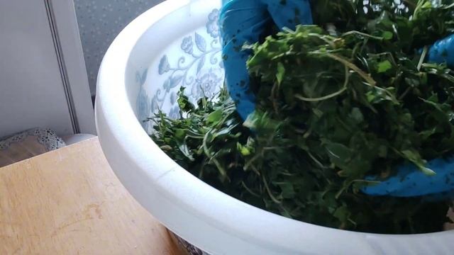 Иван Чай (Кипрей) как я его собираю ,и что делаю потом❤️ смотреть онлайн