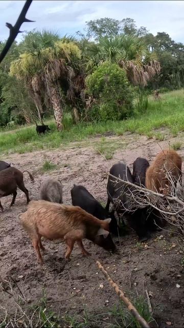 Shadow Hunter, Blowpipe смотреть онлайн