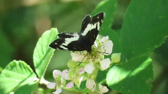 Kleine ijsvogelvlinder – Limenitis camilla - Annelies van Klinken смотреть онлайн