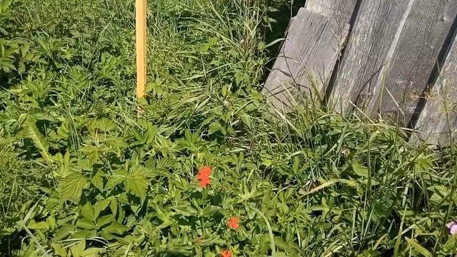 Лесной домик/ постепенный рассвет/ речка Пола ))) смотреть онлайн