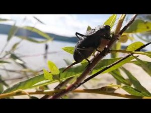 СЕВЧУК КУЗНЕЧИК  КРАСНОКНИЖНИК|РЕКА УСА БЕРЕЗОВКА - YOUTUBE