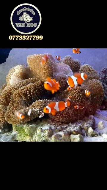 cá hề #nemo. đăng ký kênh để xem nhiều video về các loại cá hề. Trại cá hề Văn Học смотреть онлайн