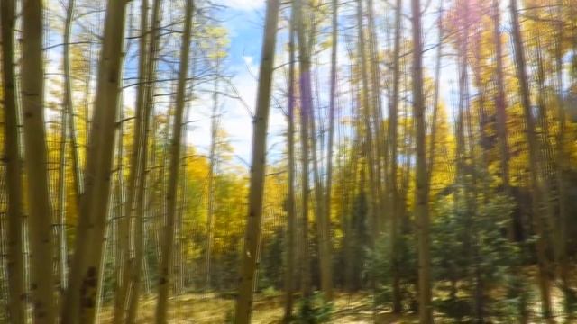 Falling Leaves 9/16 смотреть онлайн