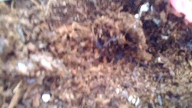 Мої Домашні улюбленці. Равлики ахатини