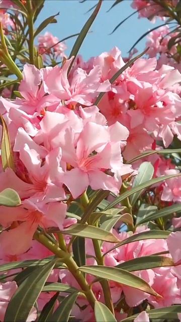 С Добрым Утром ! #shorts смотреть онлайн