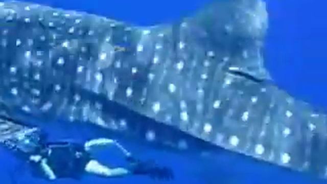 Ras Mohammed Shark/Joulanda смотреть онлайн