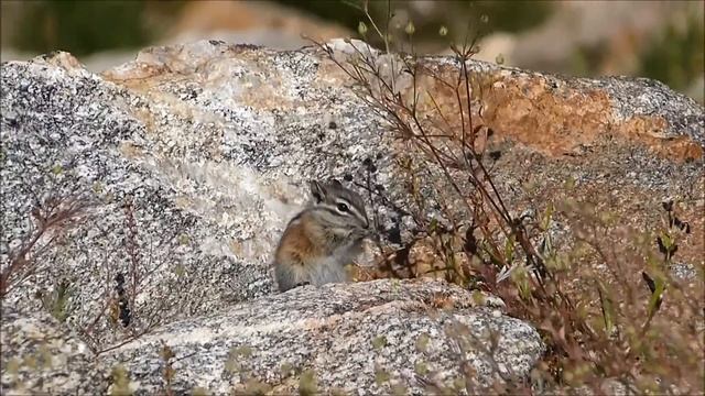 Least Chipmunk смотреть онлайн