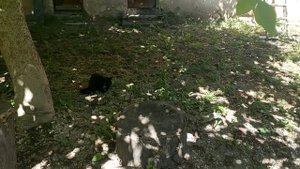 Подготовка к шашлыкам