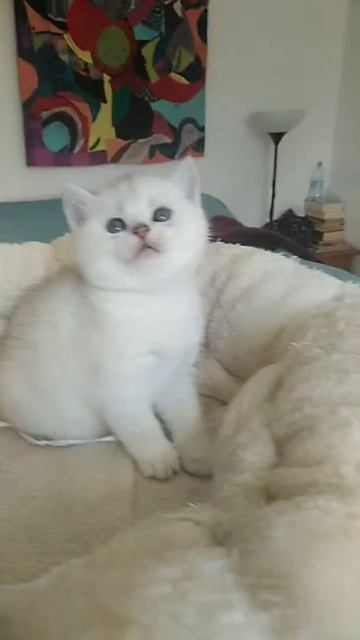 Dumbo Candy Bears Scottish Straight ns11 смотреть онлайн