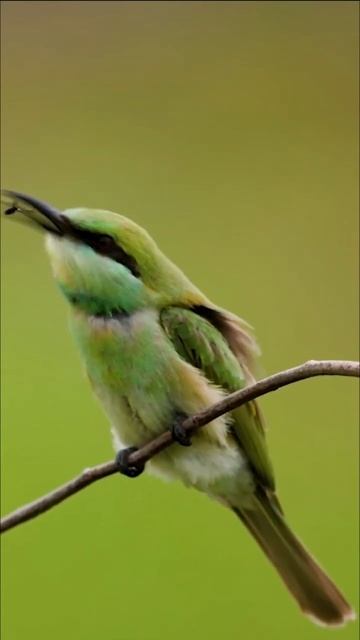 Another Green Bee Eater Bird #shortsfeed #shortsvideo #shorts #nature #natural #calm #relaxing смотреть онлайн