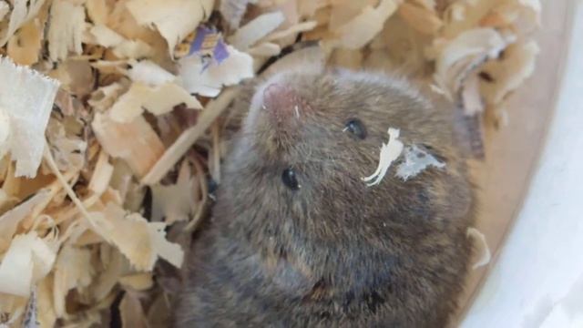 Информационная мышь Медведева смотреть онлайн