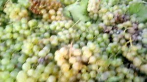 Виноградник Ерема Аракеляна . Сорт Ркацители .