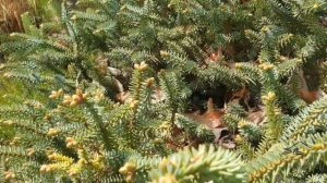 Abies pinsapo 'Horstmann' jedle španělská