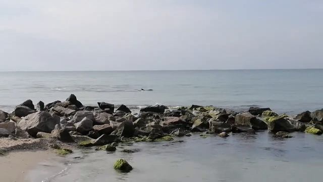 Утренние Ритуалы увидеть дельфина к деньгам!