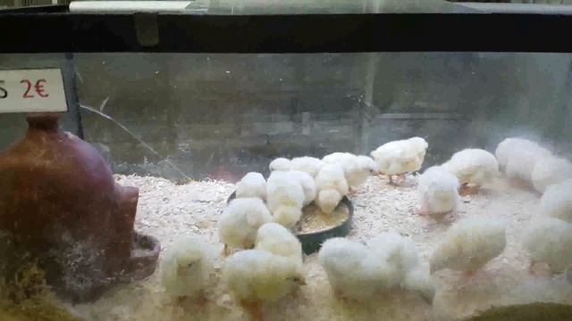 птичий магазин Лас-Пальмас-де-Гран-Канария смотреть онлайн