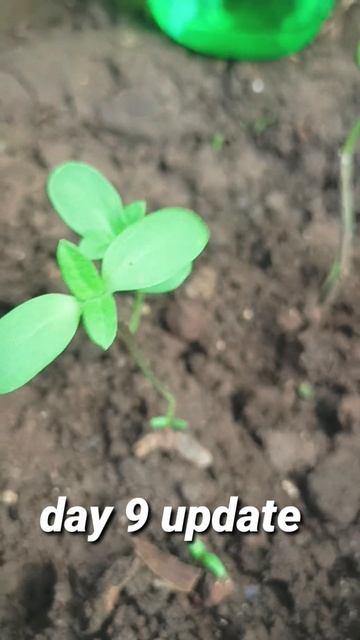 growing sunflower seeds 🌻🌿#plant #viral #shorts смотреть онлайн