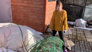 Дачный обзор | Раскрываю розы