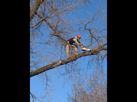 5_04_2022_ТОЛЬЯТТИ НОВОСТИ LIVE: ПИЛЯТ ВЕТКИ!ВЕСНАА-YOUTUBE