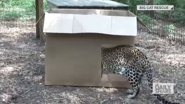 простые кошачьи игрушки смотреть онлайн