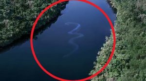 Самая большая ЗМЕЯ в мире!