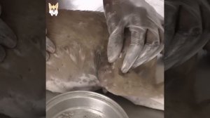 Rescue Dog mango worms removal 10