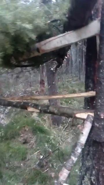 Кулёмка на куницу