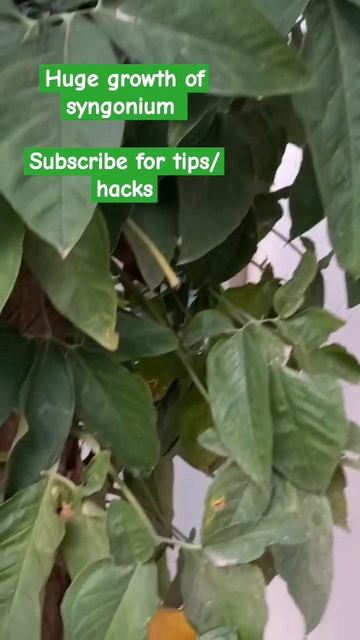 syngonium plant #indoorgardening #growplants #homedecor #nursery #flower #garden #plant #diy