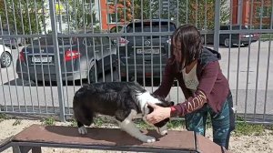 236. Бордер-колли, социализация и дрессировка. ч. 1.