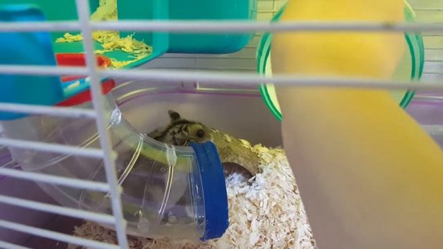 МОЯ ХОМА!!  САМОЕ НЯШНОЕ ВИДЕО,  ПОСМОТРИТЕ КАК ХОМОЧКА БЕРЁТ У МЕНЯ С РУК СЕМЕЧКИ😁😆😍 смотреть онлайн