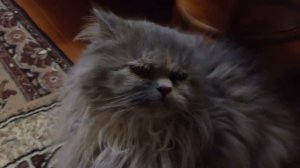 кошка Чуча