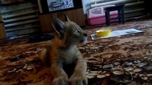 Рысёнок вылизывается и хочет играться,но лапки ещё плохо держут